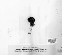 Gyromitra esculenta image